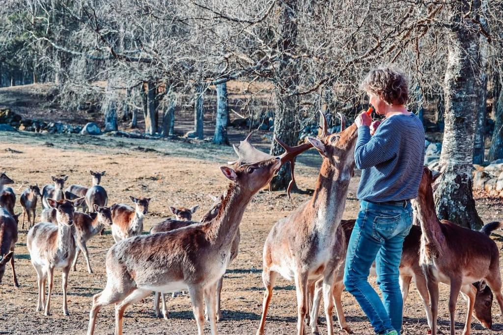 Вілла Damwildfarm In Rollerbue Suedschweden Tyringe Екстер'єр фото