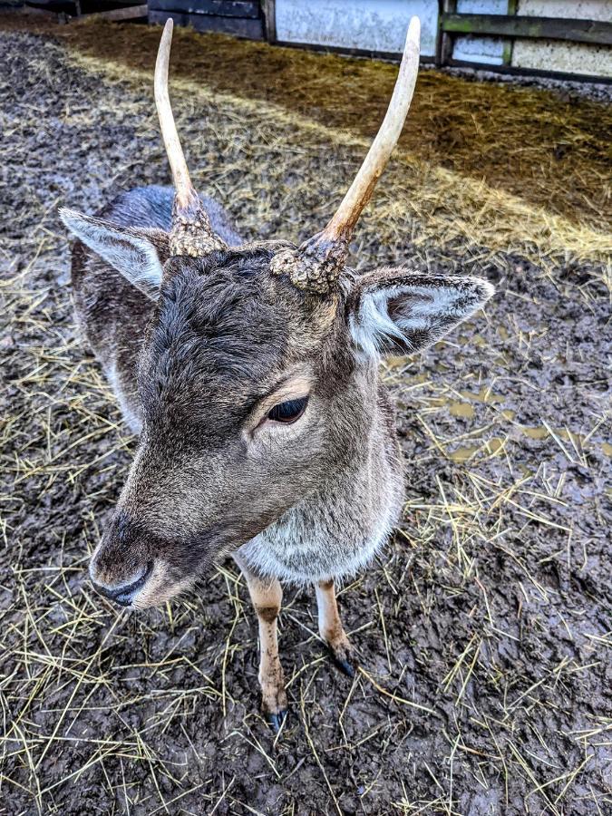 Вілла Damwildfarm In Rollerbue Suedschweden Tyringe Екстер'єр фото